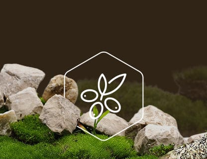 CyanthOX™50, der Super-Pflanzenextrakt