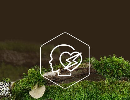 Coenzym Q10, der Motor der Zellen