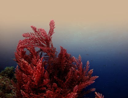 Aquamin F® Algenpulver, natürlicher Calciumkomplex