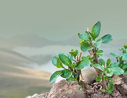 Eine wirklich besondere Pflanze