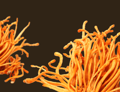 Cordyceps, die Energie der Gipfel