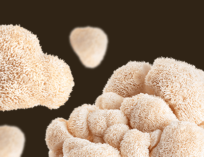 Lion’s Mane, die Rarität für geistige Frische