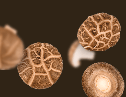 Shiitake, der Edelpilz des Fernen Ostens