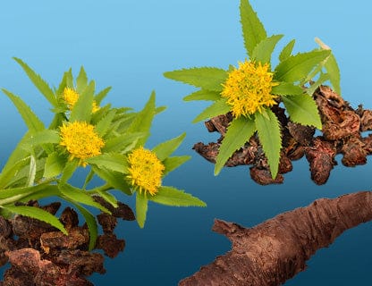 Rhodiola rosea, die Pflanze der extremen Regionen
