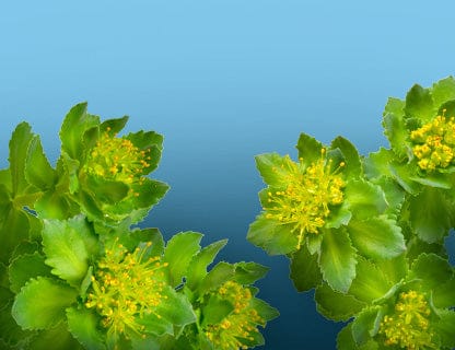 Die Pflanze für Fokus und Präsenz – so sagt es die Tradition