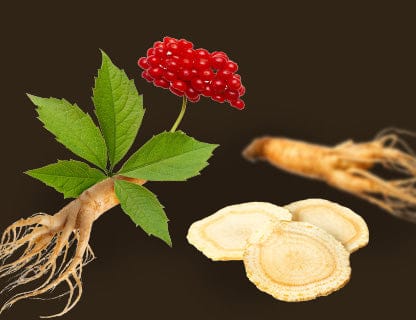 Panax Ginseng