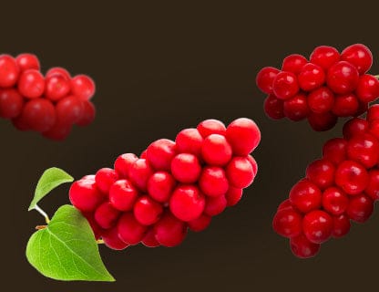 Chinesische Magnolie (Schisandra)